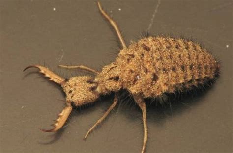  Antlion ! Une créature fascinante qui combine l'art de la construction d'un piège mortel avec une métamorphose étonnante