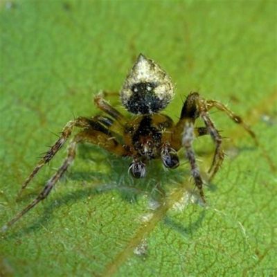  Araneus: Un tissage architectural époustouflant au cœur d'un monde miniature fascinant !