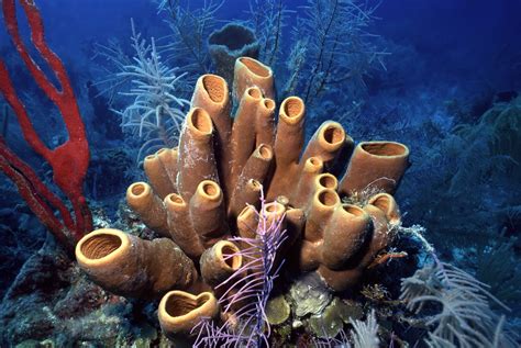  Barrel Sponge : Un Animal Marin Fascinant Qui Défiltre L'Eau Avec Une Élégance Inattendue Pour un Être Fixe !