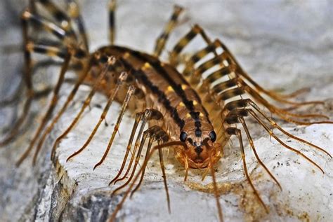  Brandti, Un Insecte à Mille Pattes Qui Défierait un Marathonien!