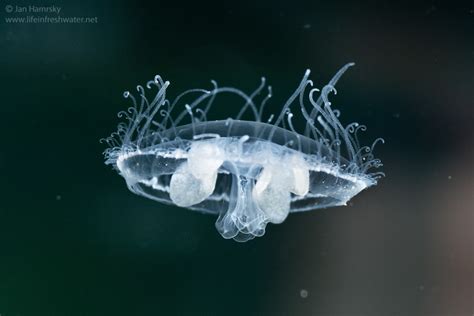  Craspedacusta, une méduse fascinante qui aime les eaux douces et danse au rythme des courants!