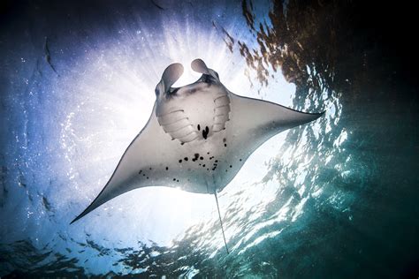  Mante Mante:  Découvrez l'étonnant camouflage d'un crustacé marin qui brille dans l'obscurité !