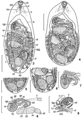  Metagonimus yokogawai: Un ver trématode minuscule qui aime la joie de vivre (et les poissons crus)!