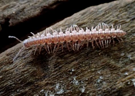  Polydesmus: Une créature fascinante aux mille pattes qui se déplace à une vitesse impressionnante et sécrète un fluide nauséabond pour se protéger!