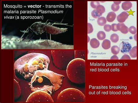 Quizzing Quickly: Unveiling the World's Most Curious Sporozoan Parasite - Quizzia alveolata