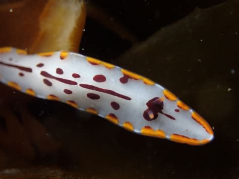  Stylochus! Des Vers Planaires Colorés aux Mœurs Nocturnes