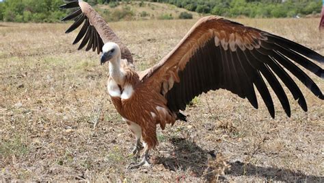  Vautour! Un Maître du Ciel aux Capacités Surprenantes de Détection des Charognes