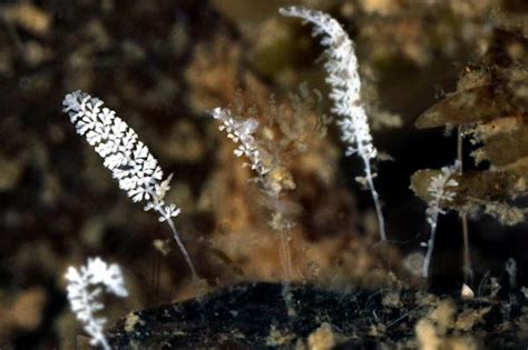  Zoothamnium! Un Ciliophora aux Antennes Mystérieuses qui Navigue dans le Monde Microscopique