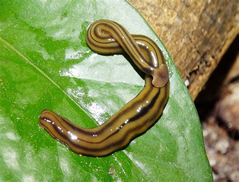  Bipalium: Un Ver Plat Qui Se Déplace Comme Une limace et Chasse Comme un Loup!