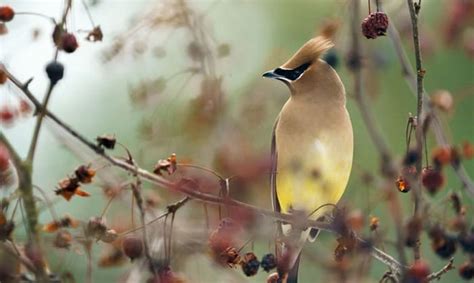  Bouquetin: Le petit oiseau qui s'habille comme un dandy et siffle une symphonie de couleurs!