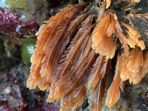  Branchiocerian hydroids : Une explosion de couleurs vives dans le monde mystérieux des fonds marins !