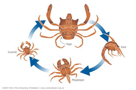  Camaradisme de la Caverne : Découvrons le Cycle de Vie du Crabe-Araignée !