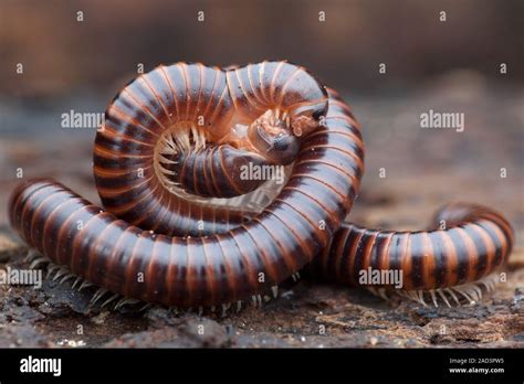  Diplopode : Un Myriapode au Corps Segmenté à Découvrir Absolument !