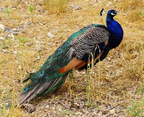  Faisan: Un Oiseau à Plumes Multicolores Qui Séduit Par Sa Beauté Éblouissante!