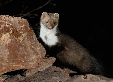  Fouine : Un Mammifère Nocturne Qui Aime Déjouer Les Pièges