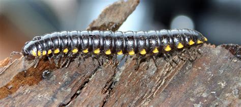  Frondose Millipede : Découvre ce Créature Terrestre aux Mille Jambes qui se Déplace avec Une Élégance Incroyable !