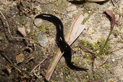  Geoplanopsis: Un Ver Plat Qui Se Déplace Comme Un Acrobate Dans Les Feuilles Humides!