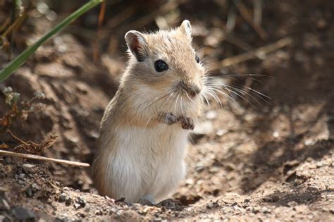  Gerbille : Un petit rongeur solitaire qui aime les longues siestes dans le désert chaud !