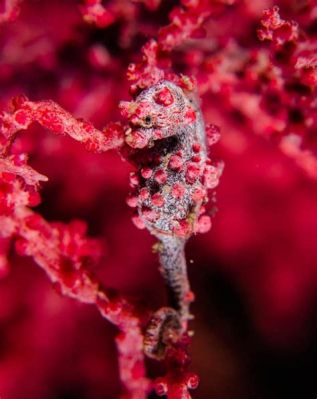  Hippocampe: Découvre un Maître du Camouflage au Sein de la Mer des Herbes !