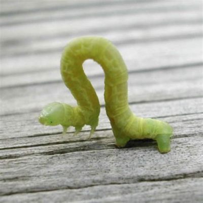  Inchworm: une créature aquatique fascinante à la forme étrange et aux mouvements ondulatoires!