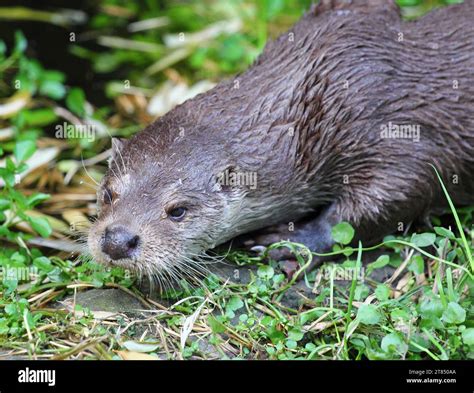  Loutre - Un mammifère semi-aquatique qui adore jouer et se délecter de ses prises aquatiques !