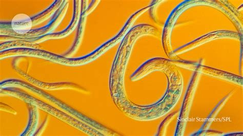  Nematoda! Ces Vers Microscopiques Dominent-ils Notre Monde Invisibles?