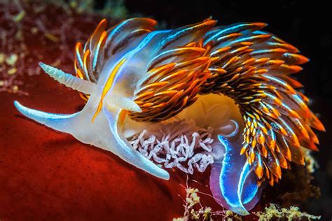 Nudibranch ! Une créature marine fascinante aux couleurs vives et à la forme surprenante qui mérite une exploration approfondie