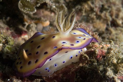  Nudibranche: Découvre la danse hypnotique des gastéropodes sans coquille!