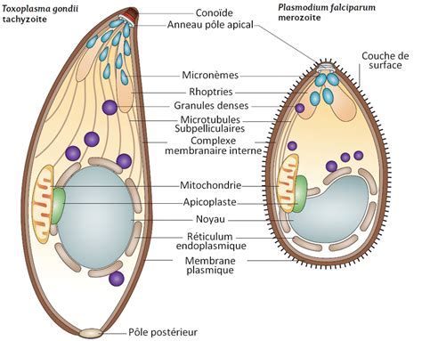  Oothroca! Des Parasites Microscopiques à la Vie Complexe et Fascinante