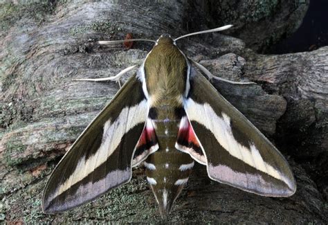  Oreilles de sphinx ! Un papillon nocturne fascinant aux ailes ornementales et à la danse aérienne envoûtante.