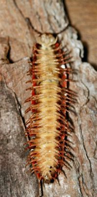  Questing Millipede: Can These Armored Invertebrates Conquer the World With Their Endless Legs?