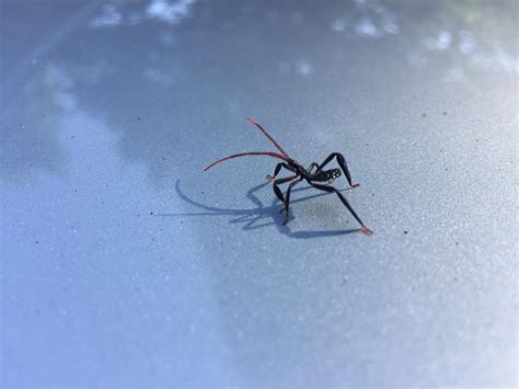  Questing Spider! Un Arthropod aux Antennes Extraordinaires et une Façon Bizarre de Chasser