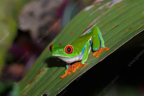  Red-Eyed Tree Frog: A Nocturnal Marvel with Vivid Colors That Will Captivate Your Imagination!