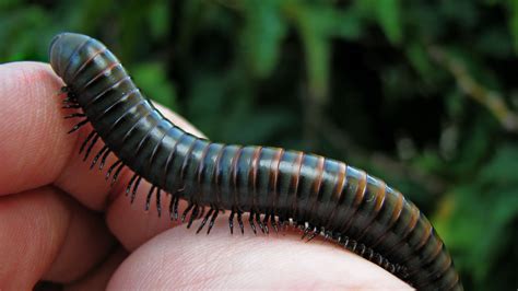  Rouergate: Un Myriapode Qui Remue la Terre Sous Ses Pieds de Mille Pattes!