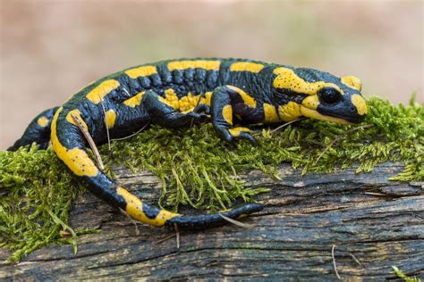  Salamandre Tigrée: Un Amphibien à Pois qui adore se Prélasser sous les Pierres!