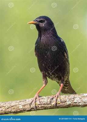  Sturnus Vulgaris! Un Oiseau Chantant aux Plumes Brillantes qui Aime les Délices de la Ville