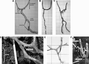  Upogebia! Cette créature marine fascinante vit dans des terriers complexes et creuse la vase avec ses pattes avant impressionnantes!