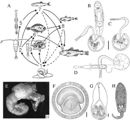  Viva la Vita Trematoda:  Une Exploration Fascinante des Parasites à Cycle de Vie Intrigant !