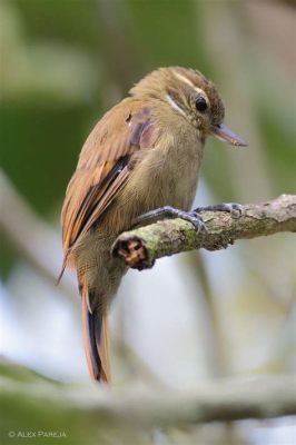  Xénops : cet oiseau nocturne aux yeux perçants vous observera-t-il dans la pénombre ?