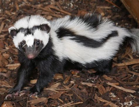  Zorille: Un petit mammifère aux défenses odorantes qui fait fuir les prédateurs!